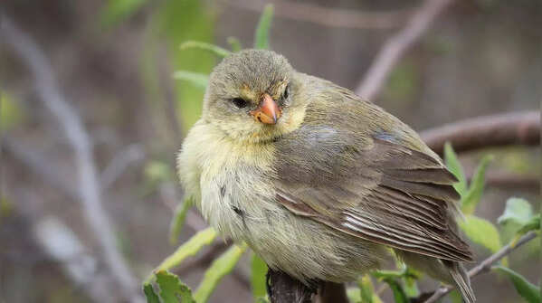 Vampire Ground Finch