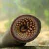 Sea Lampreys