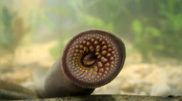 Sea Lampreys