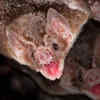 Vampire Bats