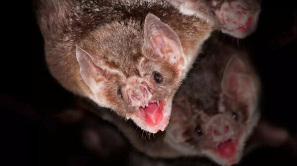 Vampire Bats