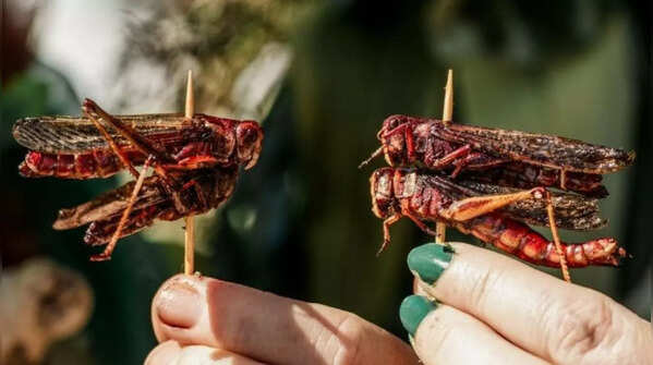 New Zealand – Hokitika Wild Foods Festival