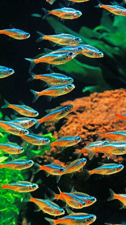What makes Neon Tetra the most popular aquarium fish in 2025