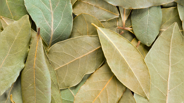 Bay leaves