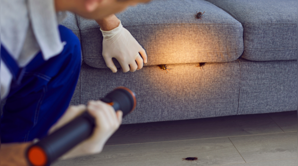 Where do cockroaches hide?