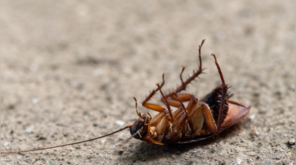 What are the health problems caused by cockroach infestation?