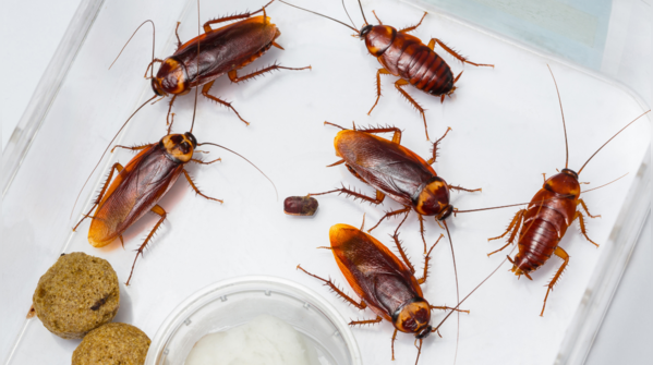 5 effective ways to get rid of cockroaches at home