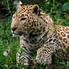 They don’t roar, but they talk