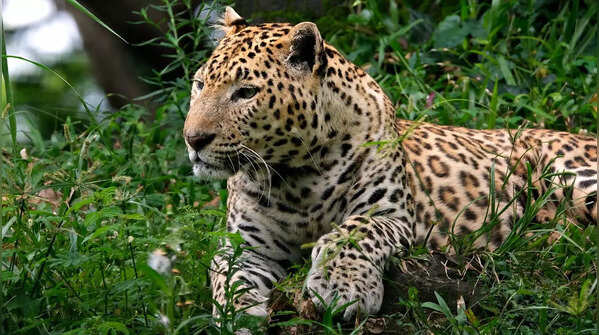 They don’t roar, but they talk