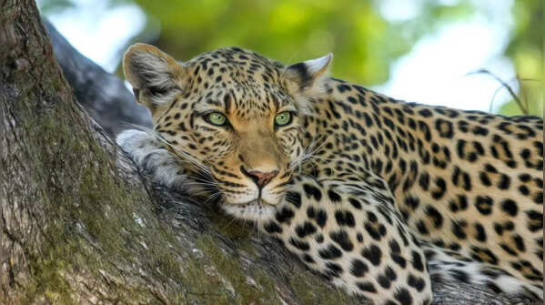 Trees aren’t just for napping