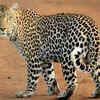They may not be cheetahs, but they’re quick