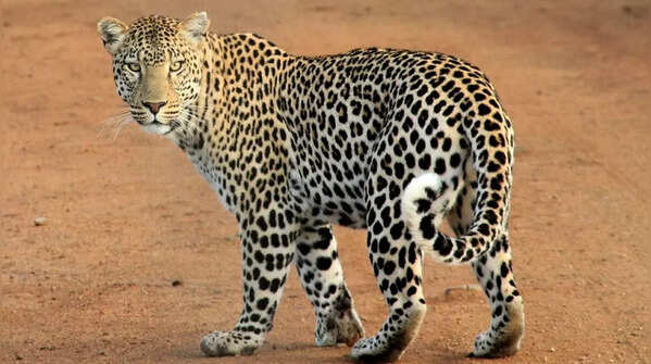 They may not be cheetahs, but they’re quick