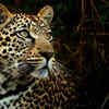 Not all leopards are yellow with spots