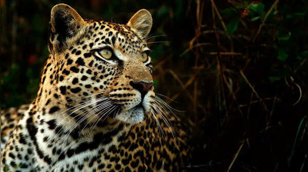 Not all leopards are yellow with spots