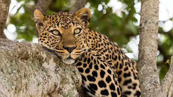 Fascinating facts about leopards you should know<sub></sub>