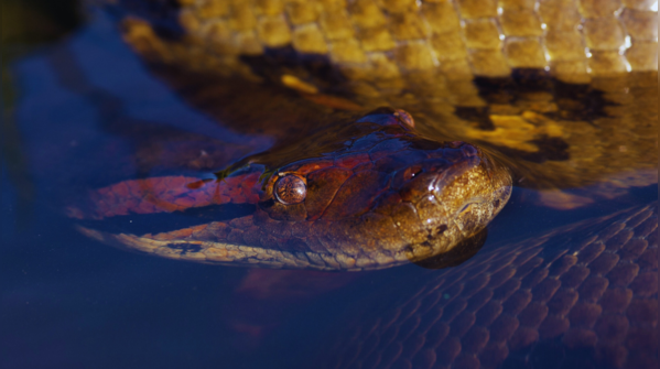 Orinoco Delta, Venezuela