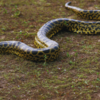 Pantanal, Brazil