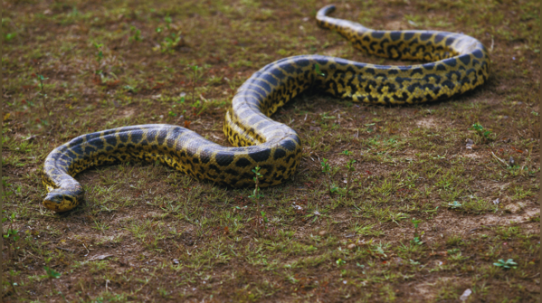 Pantanal, Brazil