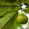 Chalta (Elephant Apple)