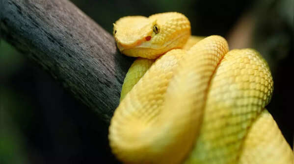 Snake Island, Brazil