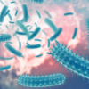 Where is Vibrio vulnificus found?