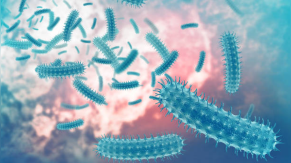 Where is Vibrio vulnificus found?