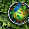 What is flesh-eating bacteria?
