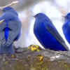 Where are these birds found?