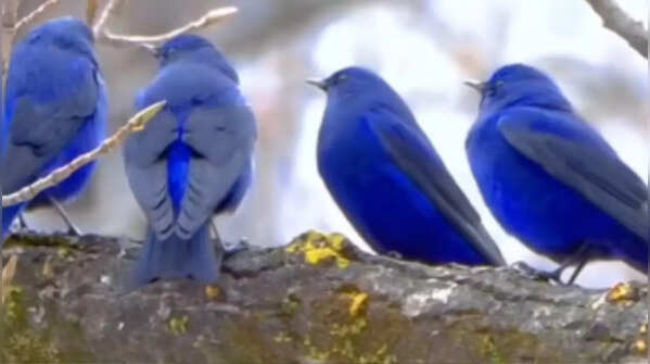 Where are these birds found?