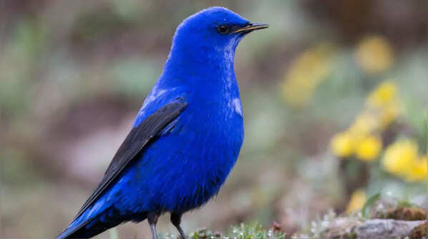A blue jewel of the Himalayas