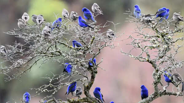 Meet the electric blue bird of the Himalayas that paints the sky like Sapphires