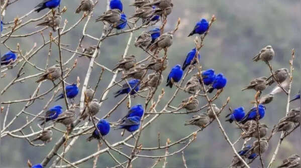 When and where do they breed?