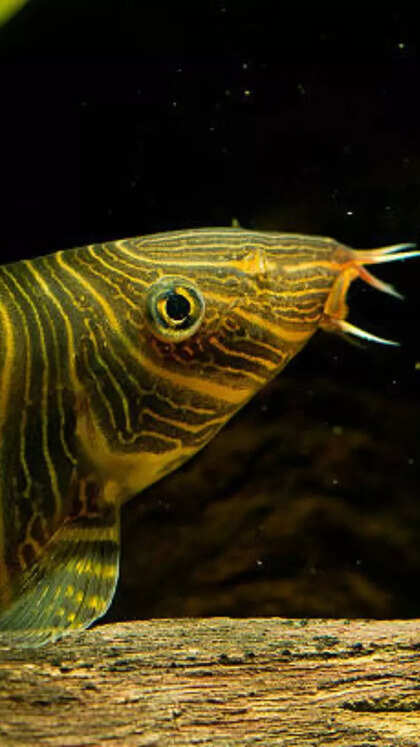 10 auspicious fish to keep at home for luck, love, and wealth