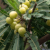 Amla oil: The Indian powerhouse for stressed hair