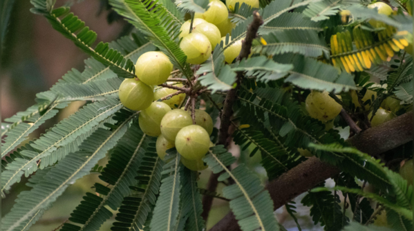 Amla oil: The Indian powerhouse for stressed hair