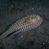 The shapeshifting behaviour of survival