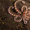 How does mimicry help it catch prey