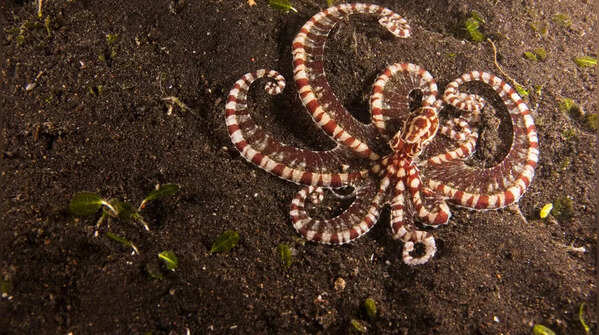 How does mimicry help it catch prey