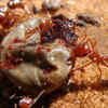 Saharan silver ants