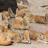 Fennec foxes