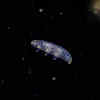 Tardigrades or water bears