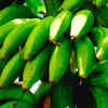 Latundan banana