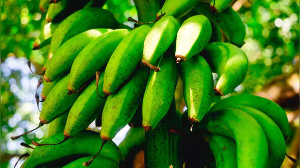 Latundan banana