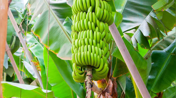 Plátano de Canarias