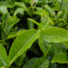 Tippy Golden Flowery Orange Pekoe (TGFOP) 
