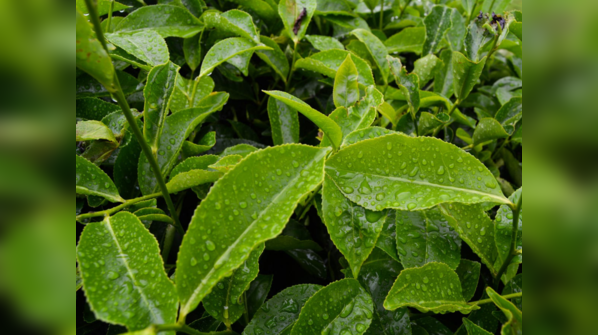 Tippy Golden Flowery Orange Pekoe (TGFOP)