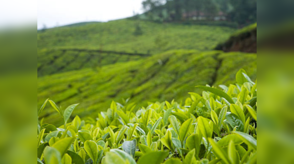 Nilgiri Tea