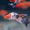 What is a Swordtail fish