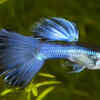 What is a Guppy fish