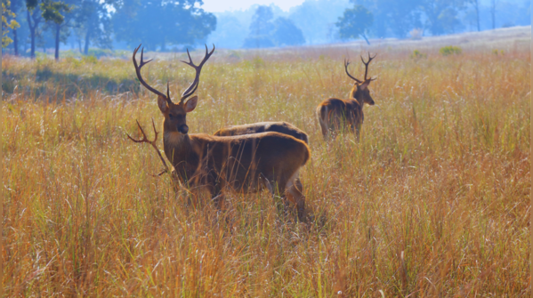 The rare and regal Barasingha
